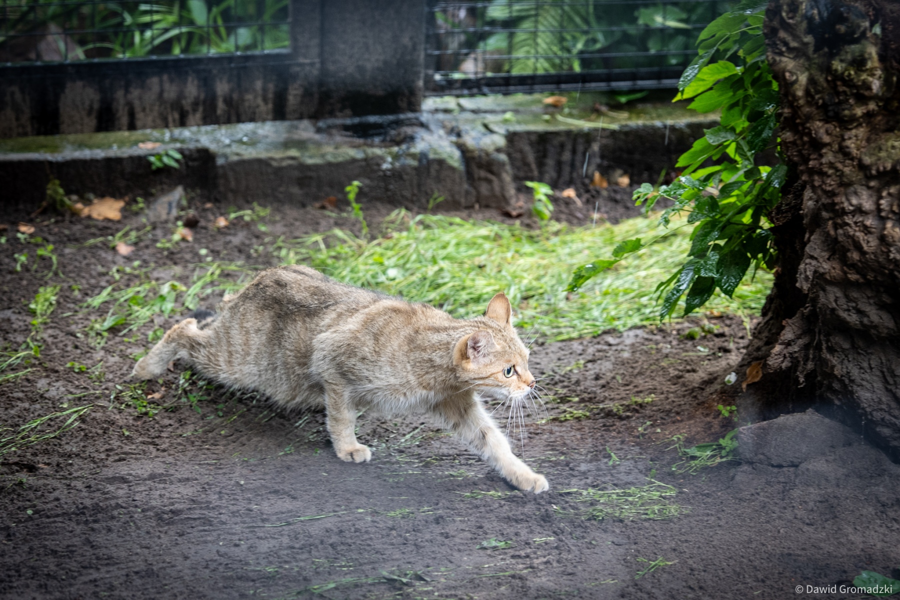 Żbik w Akcent ZOO, źródło: UM Białystok